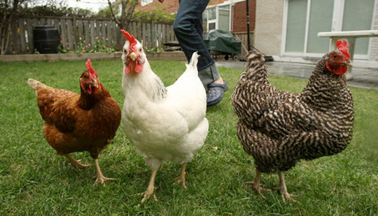 backyard chicken breeds photo - 1