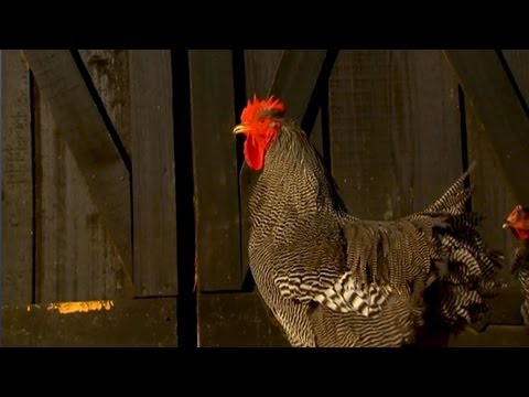 backyard chickens breeds photo - 1