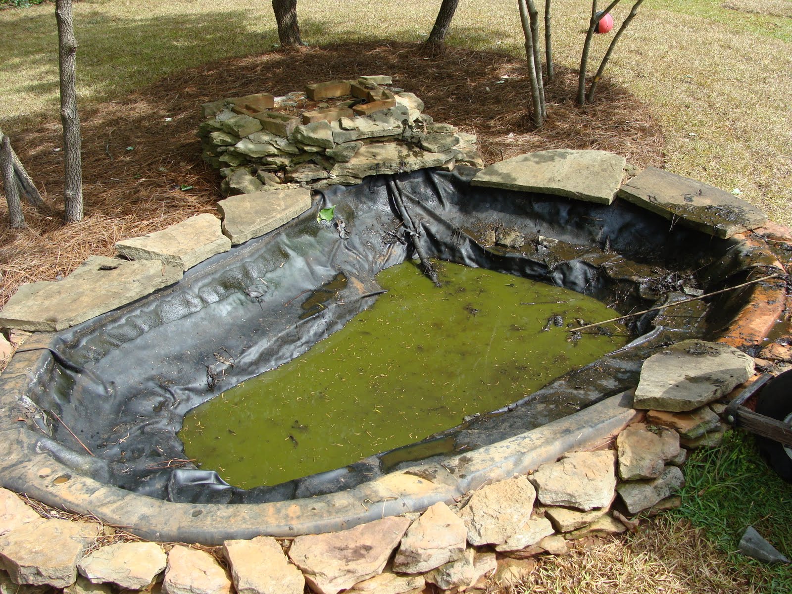backyard pond pictures photo - 1