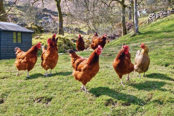 best backyard chicken photo - 1