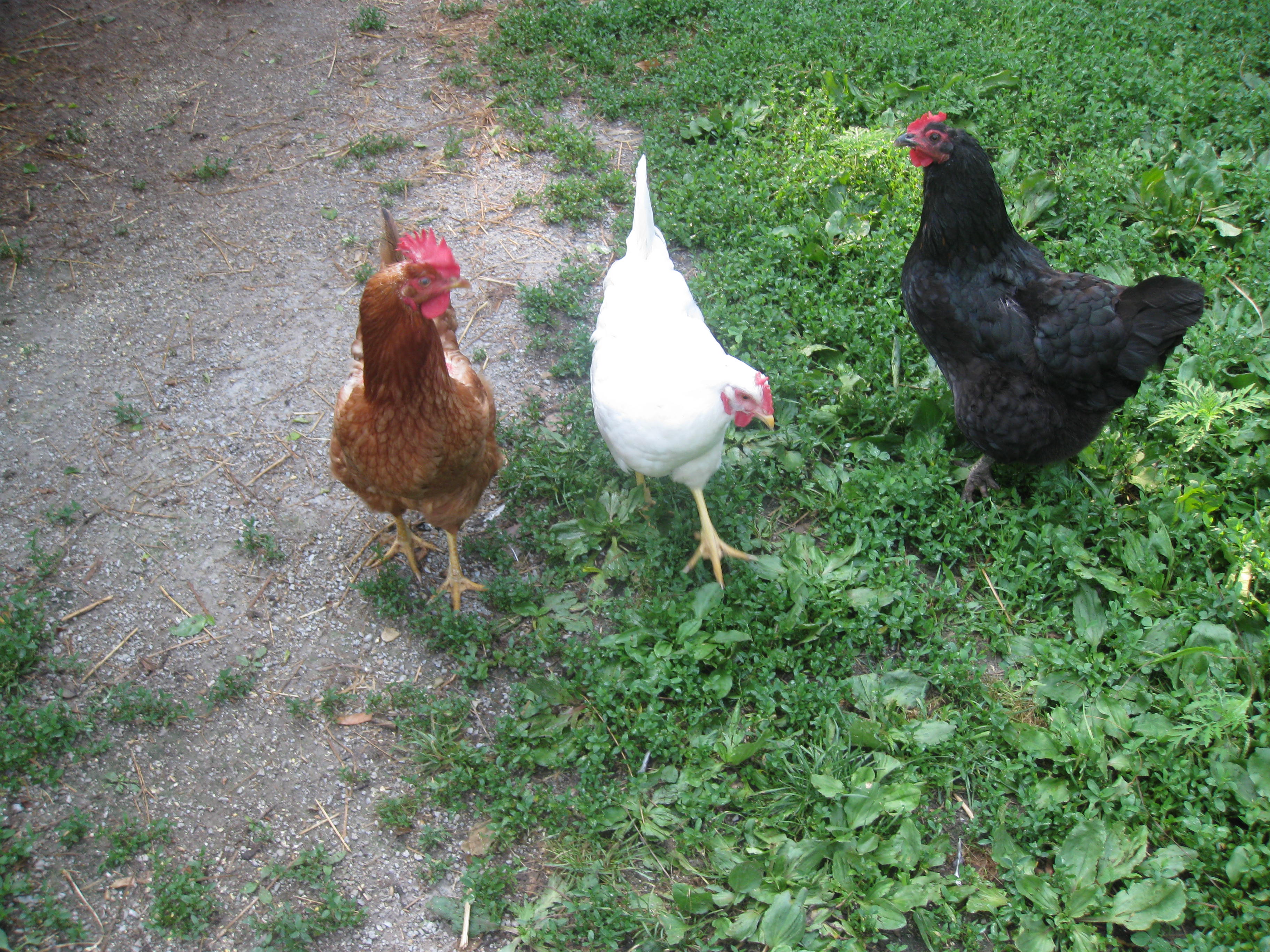 best backyard chicken photo - 2