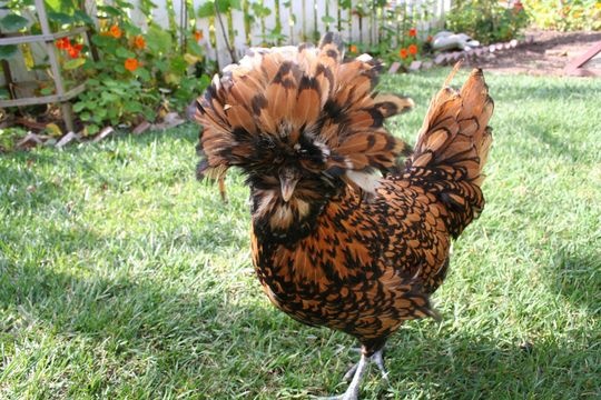 best backyard chicken breeds photo - 2
