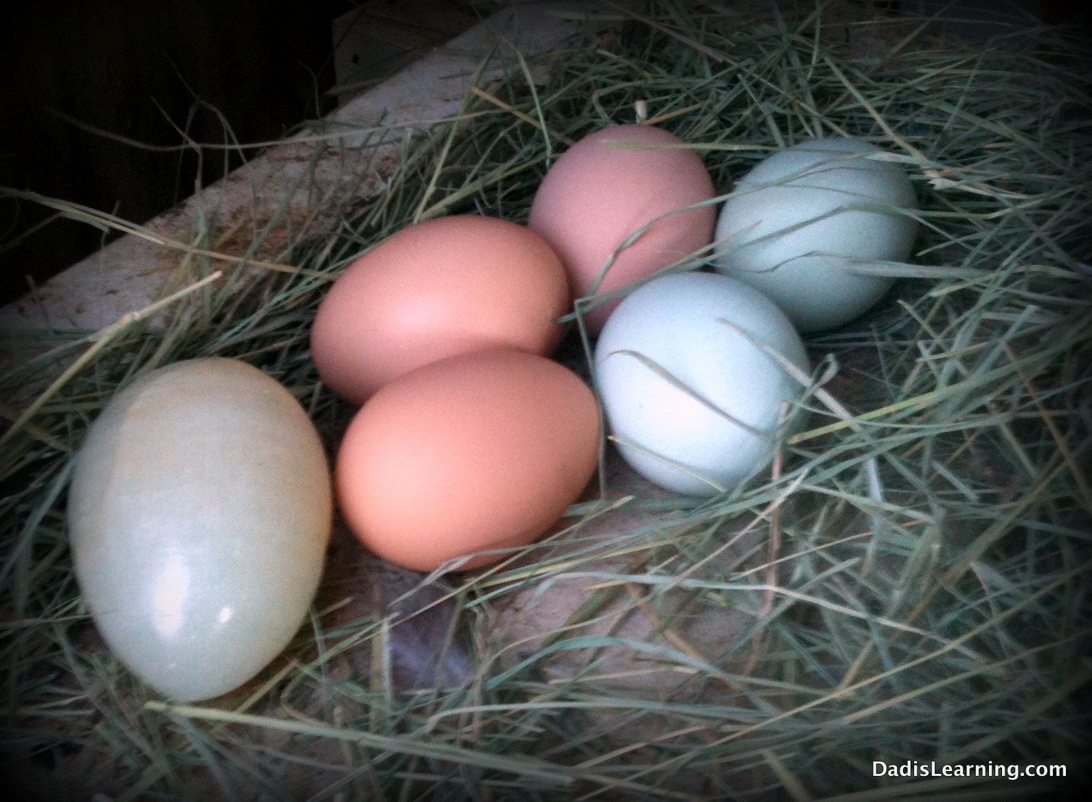 best backyard chickens for eggs photo - 1