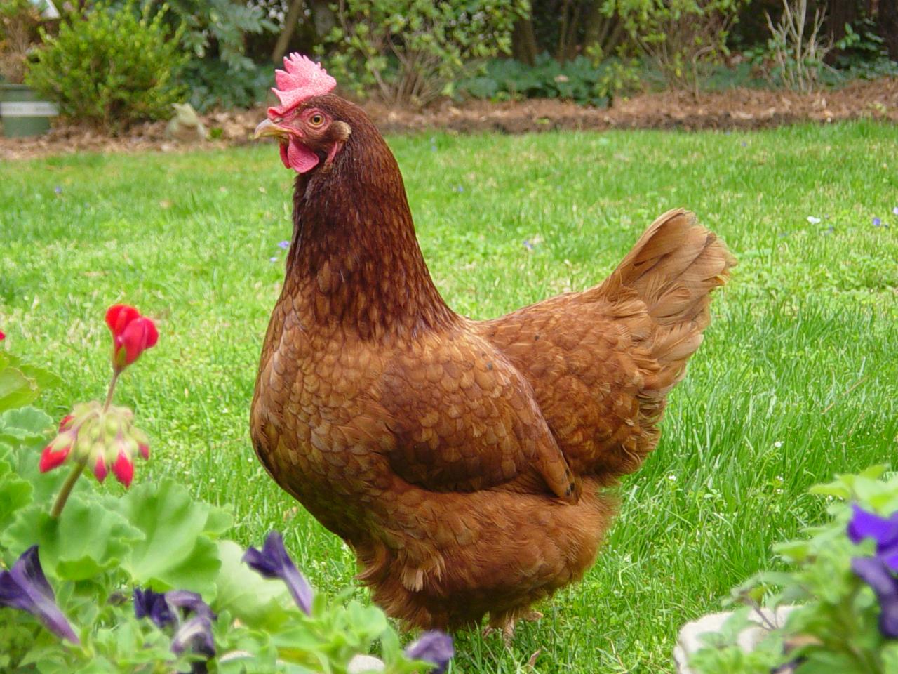 best chickens for backyard photo - 2