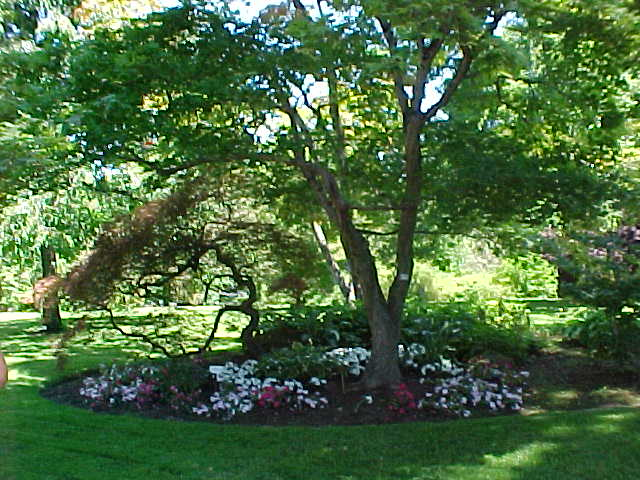 best shade trees for backyard photo - 1