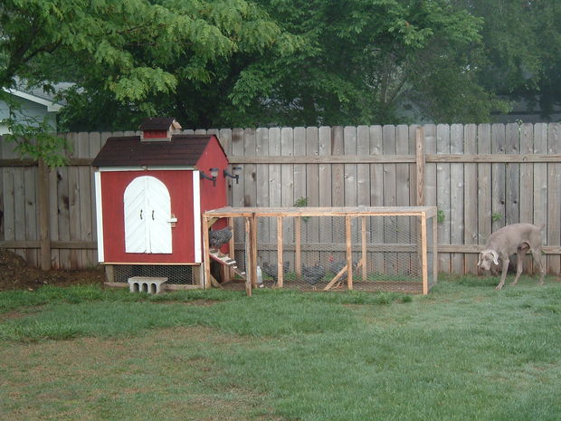 chicken coop backyard photo - 1