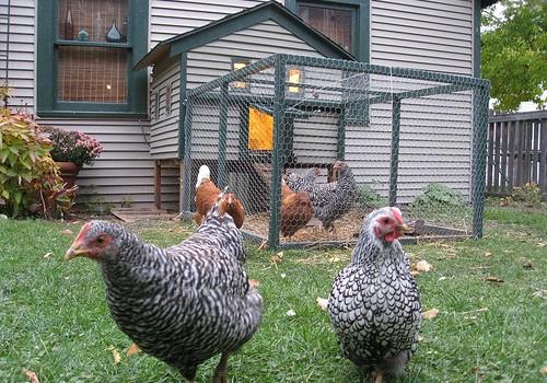 chickens for backyards photo - 1