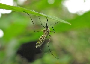 how to control mosquitoes in backyard photo - 2