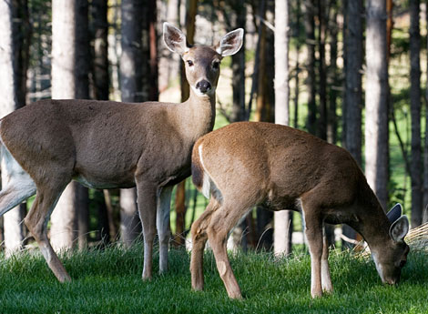 how to deter deer from your garden photo - 1