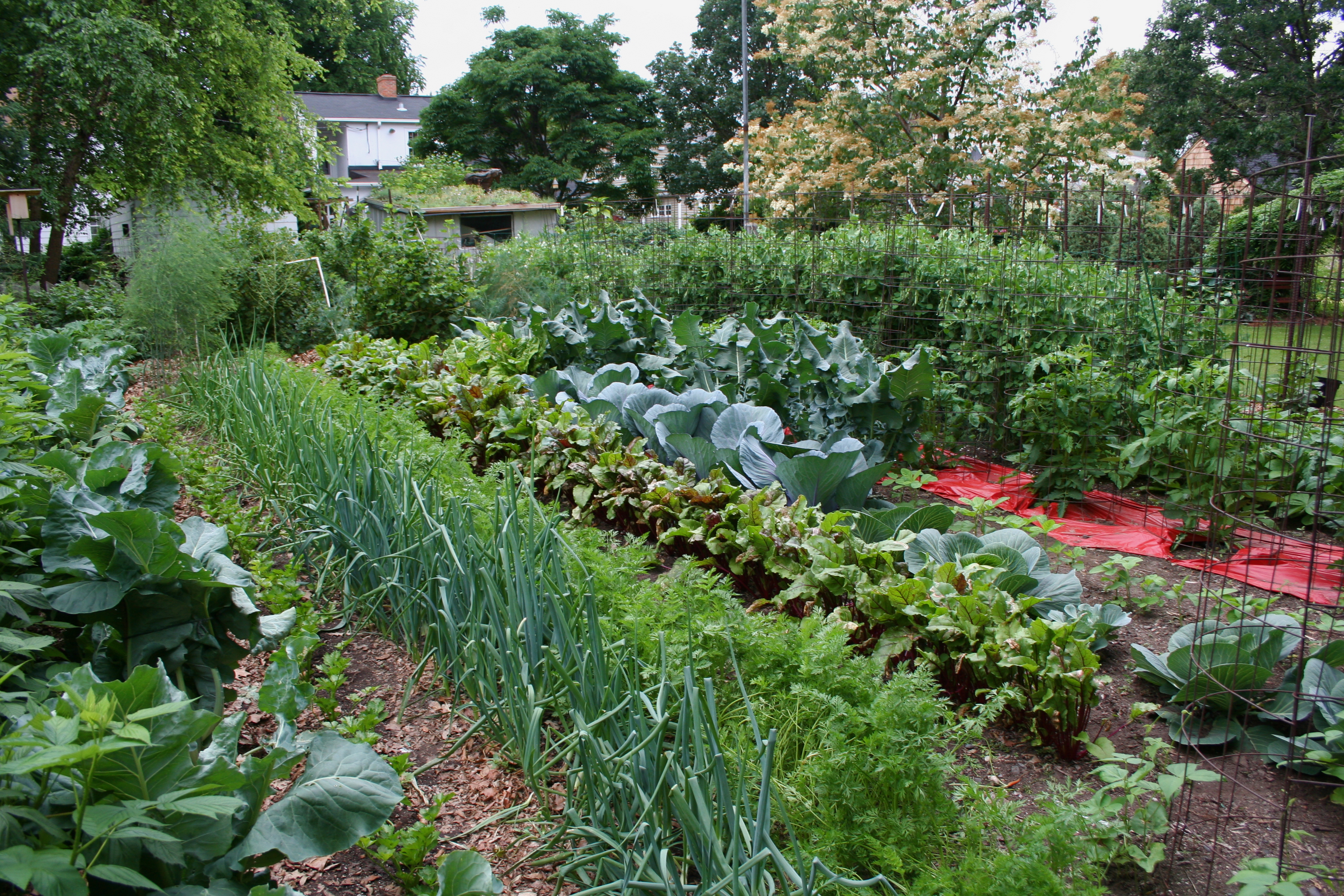 how to garden vegetables photo - 1