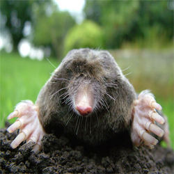 how to get rid of moles in garden photo - 1