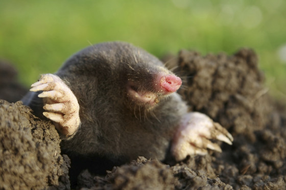 how to get rid of moles in the garden photo - 1
