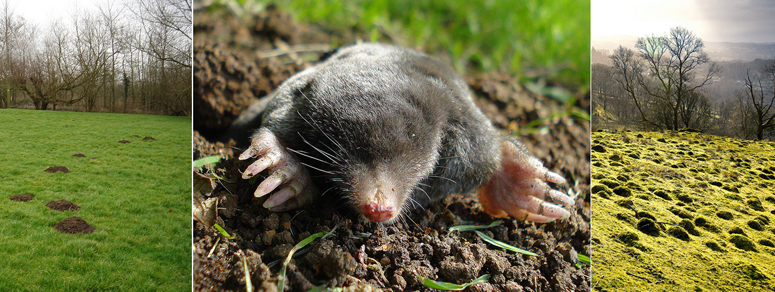 how to get rid of moles in the garden photo - 2