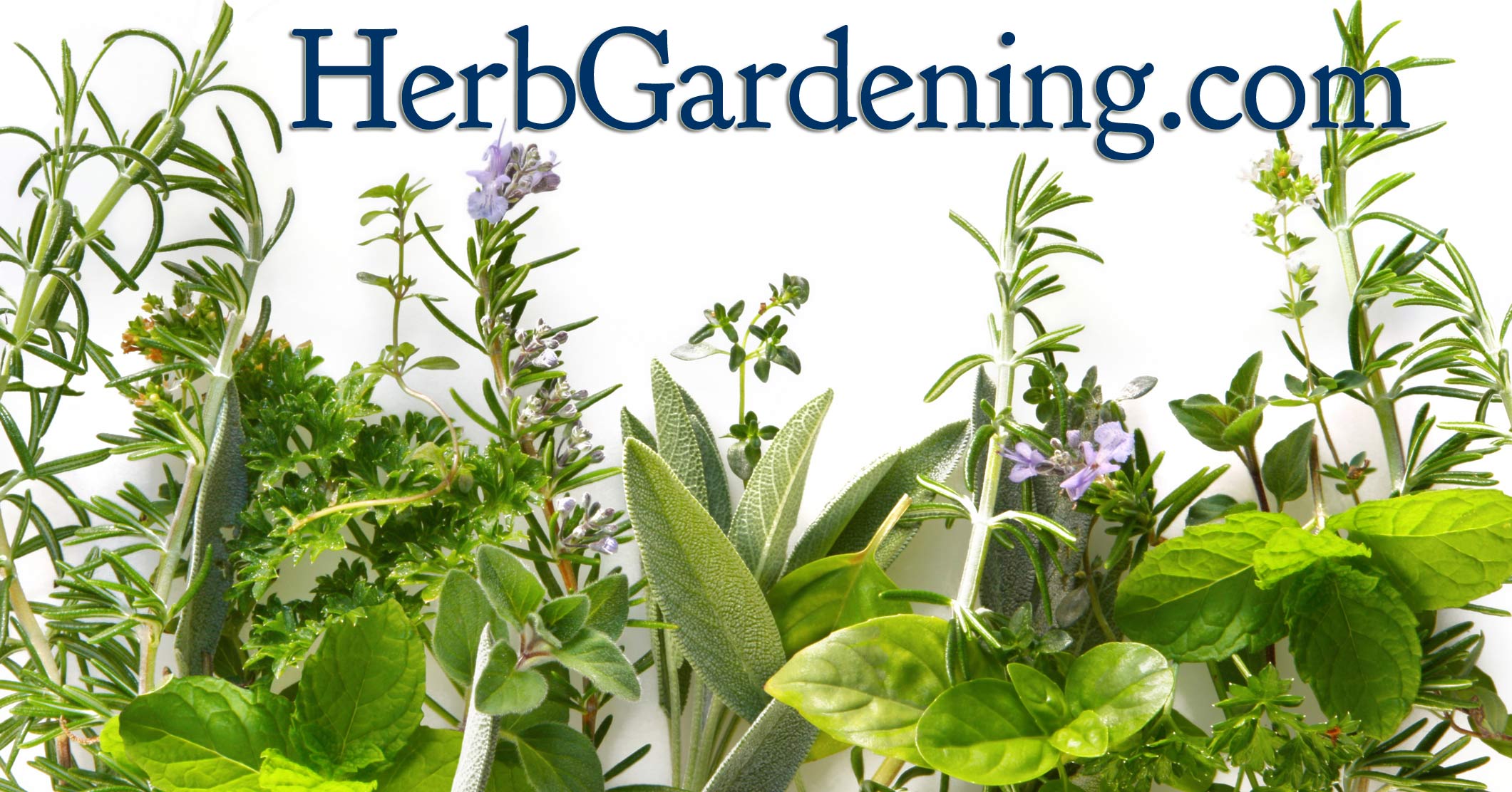 how to grow an herb garden photo - 1