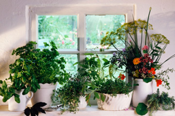how to indoor herb garden photo - 1
