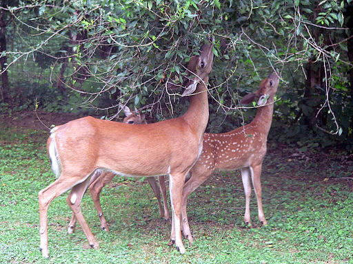 how to keep deer from eating your garden photo - 2