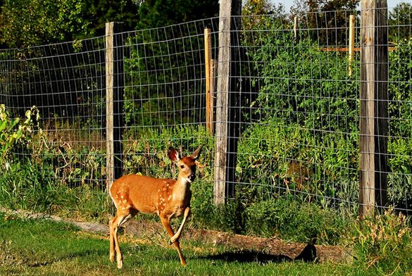 how to keep deer out of vegetable garden photo - 1