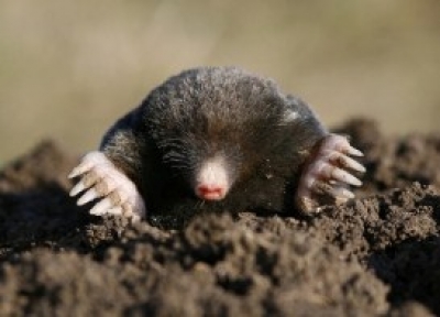 how to keep moles out of garden photo - 1