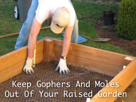 how to keep moles out of your garden photo - 1