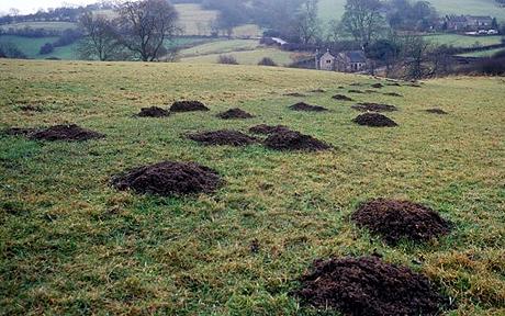 how to keep moles out of your garden photo - 2