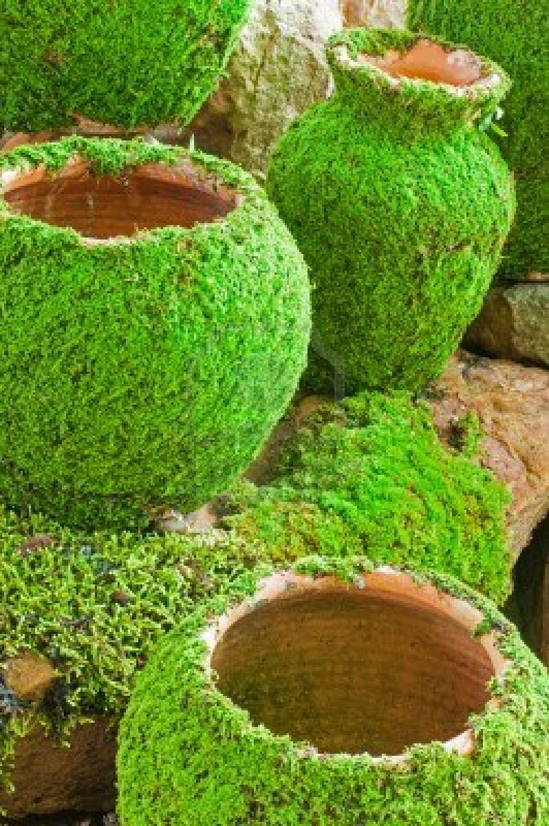 how to make a moss garden photo - 1