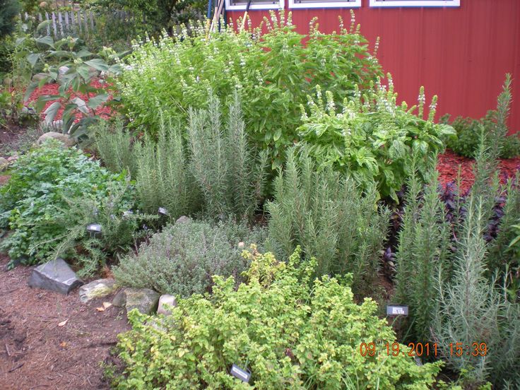 how to plant an herb garden photo - 1