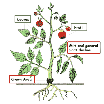 how to plant tomato plants in garden photo - 1