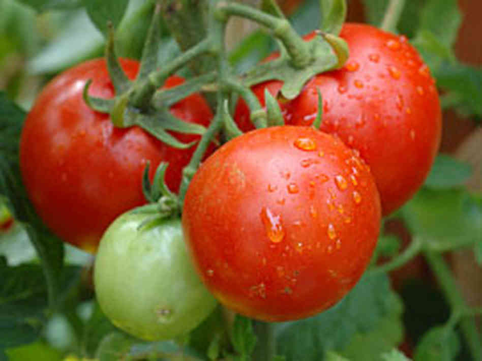 how to plant tomato plants in garden photo - 2