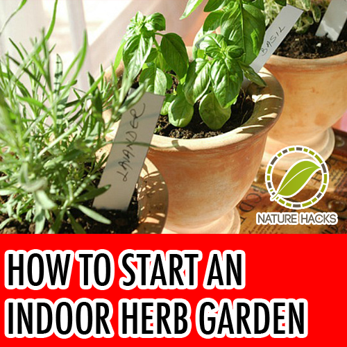 how to start indoor herb garden photo - 1