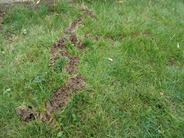 moles in garden how to get rid of photo - 1
