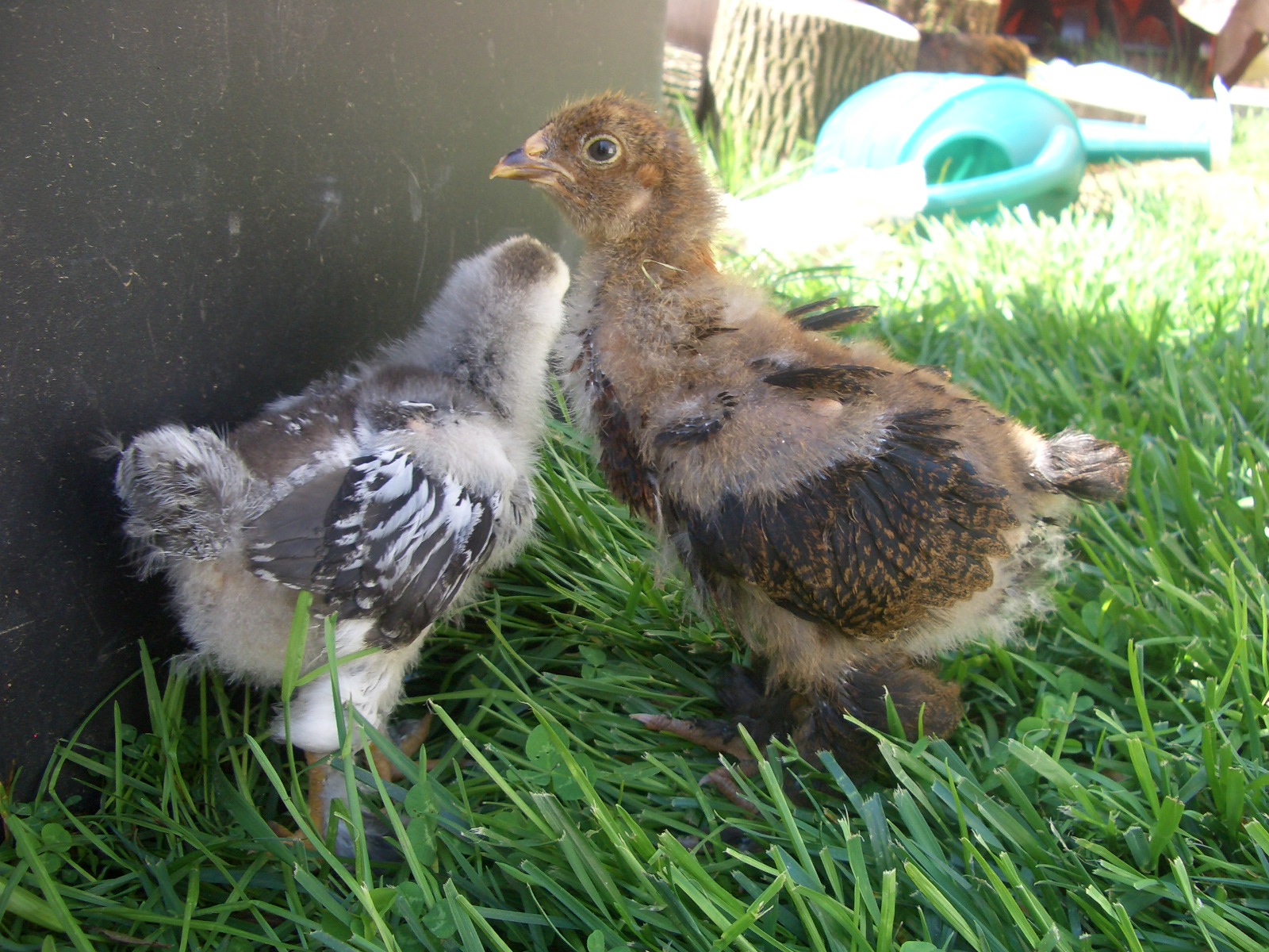 quiet chickens for backyards photo - 1