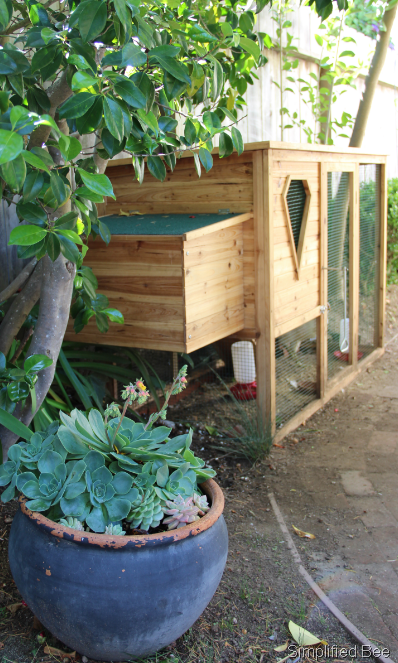 small backyard chicken coop photo - 1