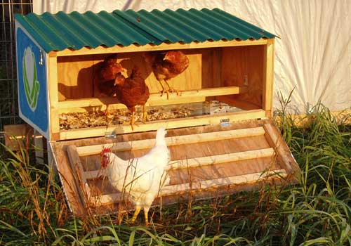 small backyard chicken coop photo - 2