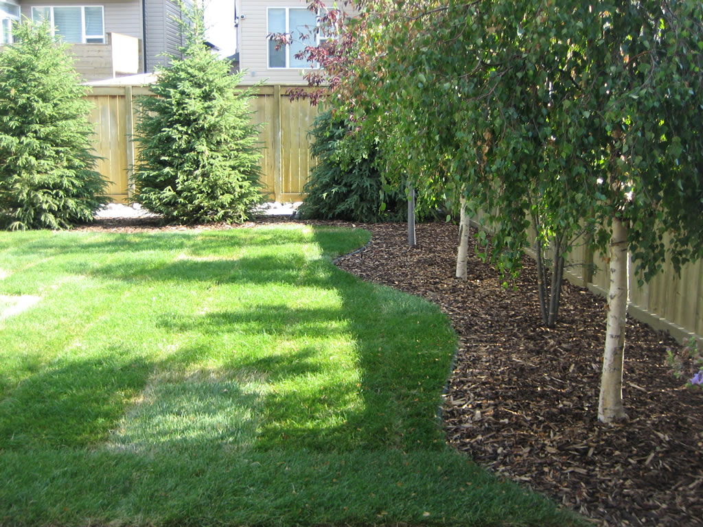 trees for backyard landscaping photo - 1